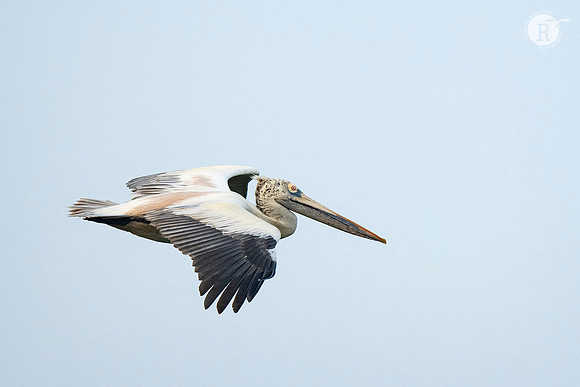 Pelican_DSC0662