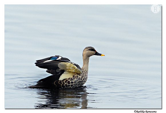 Spot-billed Duck (Anas poecilorhyncha)_DD32024