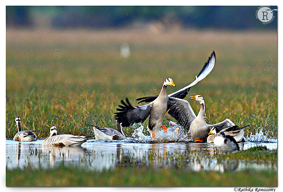 Bar-headed geese_D4S8929