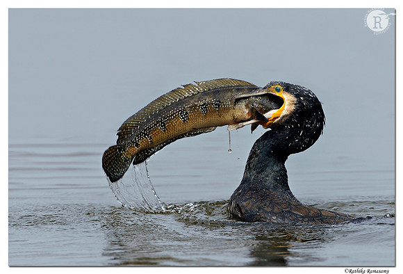 Great Cormorant (Phalacrocorax carbo)_D4R1251