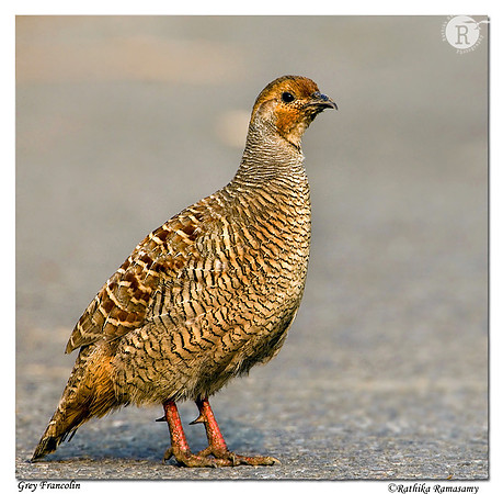 Grey Francolin