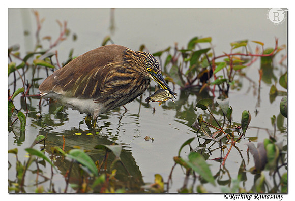Pond Heron(Ardeola grayii)_DD31656