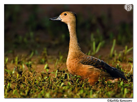 Lesser Whistling Duck_0711