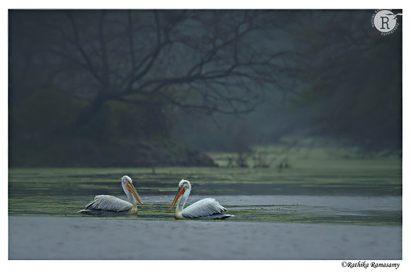 Dalmatian Pelican (Pelecanus crispus)_D4R3387_01