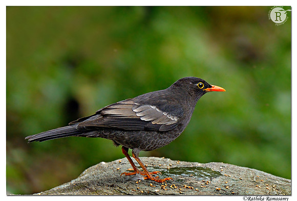 Grey-winged Blackbird (Turdus boulboul) _D4R8119