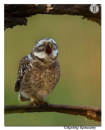 Sleepy Spotted Owlet