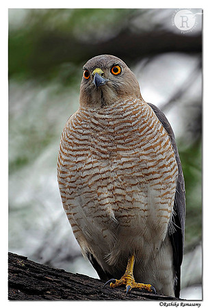 Shikra (Accipiter badius)_DD35179