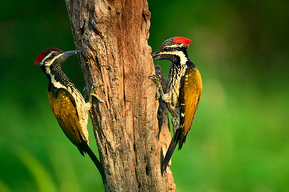 Black rumped flameback_KAZ0142