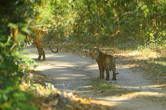 Tiger cub_TDB1720