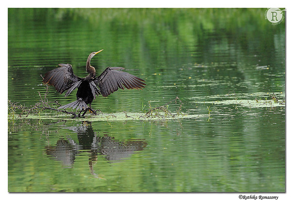 Darter_DD31942