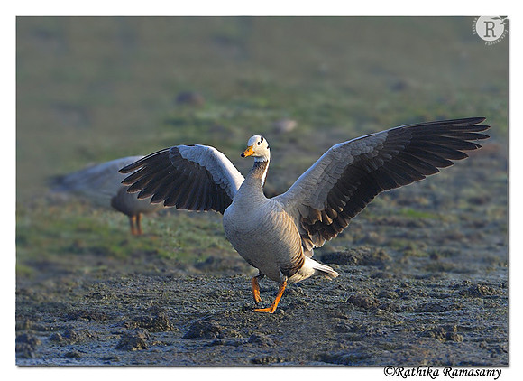 Bar-headed Goose (Anser indicus)_DD38493