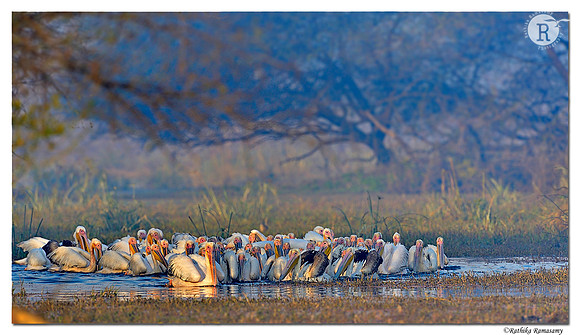 Pelican_D4R2483