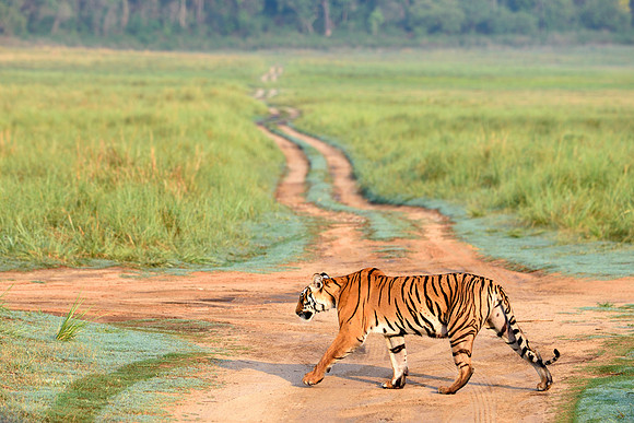 Tiger_D4S0701