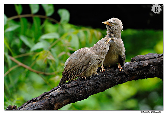 Jungle Babbler (Turdoides striata)_DD32009