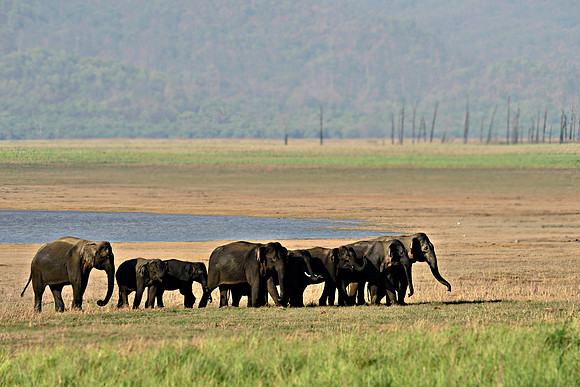 Elepahnt herd_Dikala _D4S2769