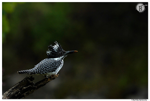 Crested Kingfisher_D4R7356