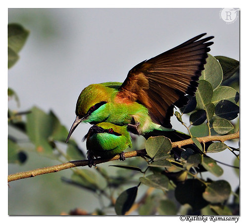 Green Bee-eater( Merops orientalis)-BID1451