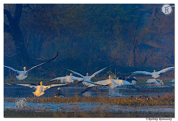 Pelican take off_D4R2429