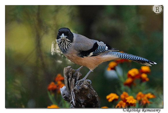 Black-headed Jay (Garrulus lanceolatus) _DD30336