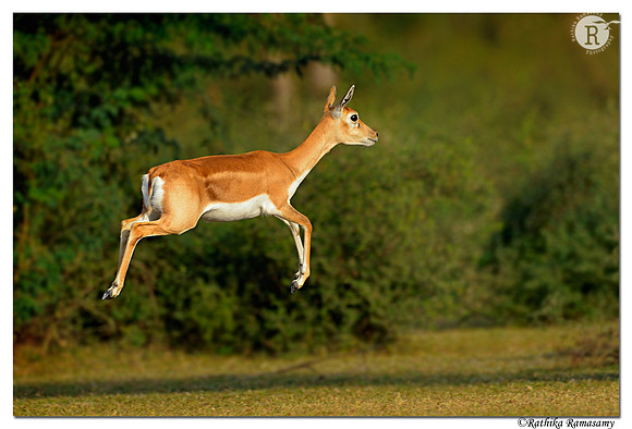 Blackbuck (Antilope cervicapra)_D4R0322