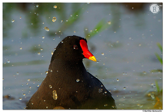 Common moorhen (Gallinula chloropus) _D4R4022