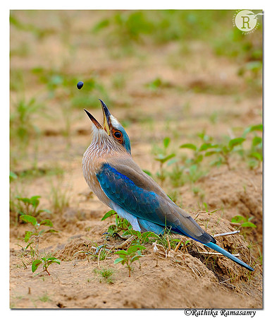 Indian Roller (Coracias benghalensis)_DD36194
