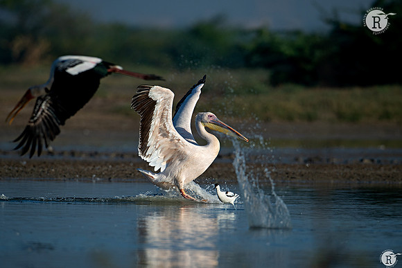 Pelican_RAD8076