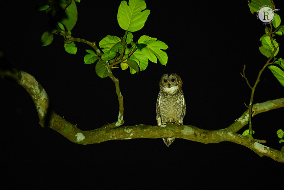 Mottled wood owl (Strix ocellata)_KAZ8245