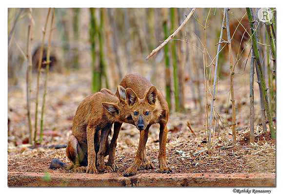 Dhole or Indian Wild Dog (Cuon alpinus)pups_DD39536