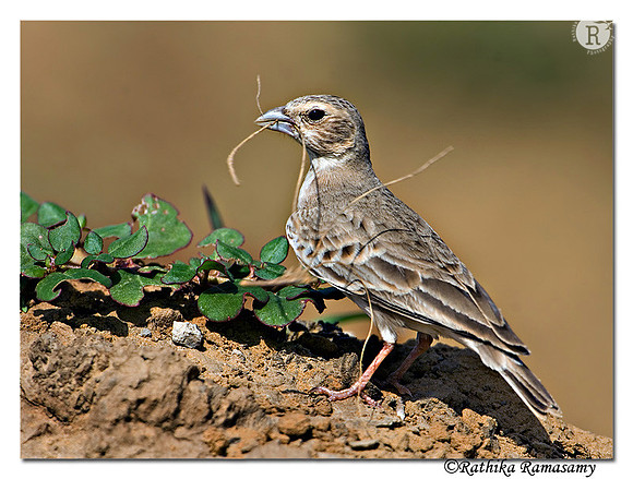 Ashy-crowned Sparrow-lark(Eremopterix grisea )F-6620