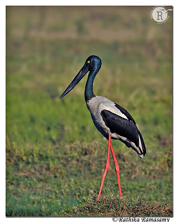 Black-necked Stork(Ephippiorhynchus asiaticus)_DD36438