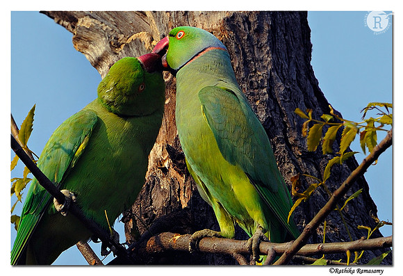 Rose-ringed Parakeet (Psittacula krameri)_DD35770