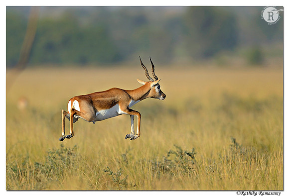 Blackbuck (Antilope cervicapra)_D4R6707