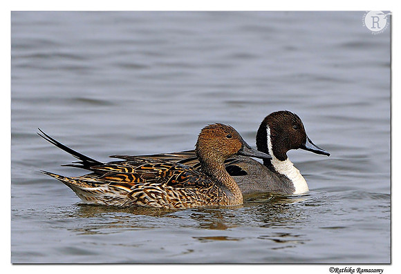 Northern Pintail (Anas acuta)_DD33915