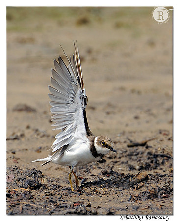 Little Ringed Plover (Charadrius dubius)_DD37