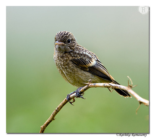 Pied Bushchat (Juv)