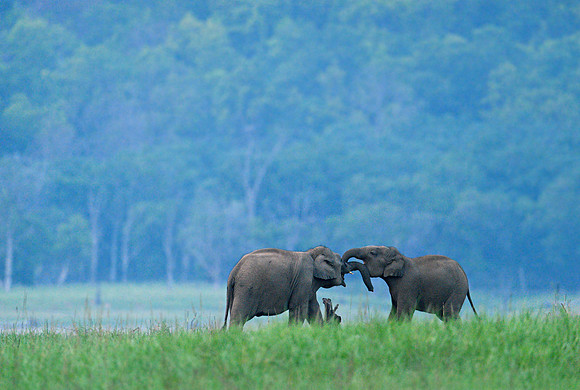 Playfull Baby Elephant_BID1438