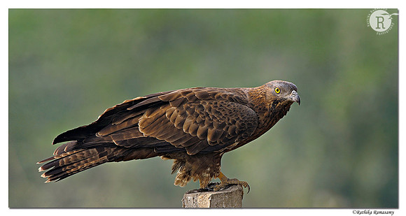 Oriental Honey-buzzard( Pernis ptilorhyncus)_DD33543