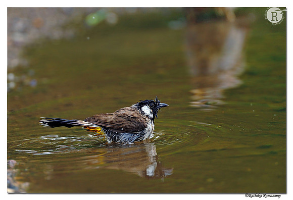 White-cheeked Bulbul ( Pycnonotus leucogenys )_DD31336