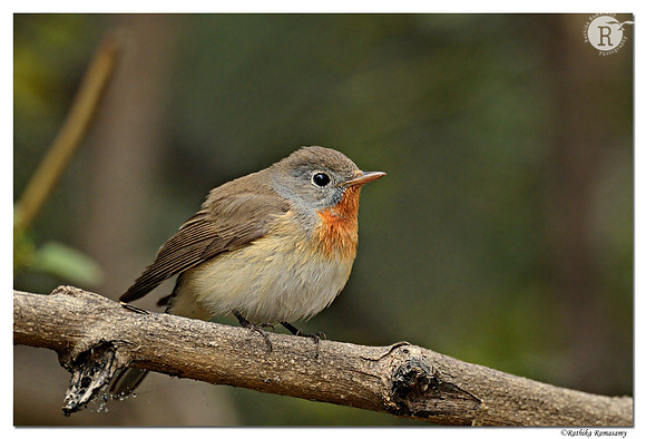 Red breased flycatcher_D4R8392
