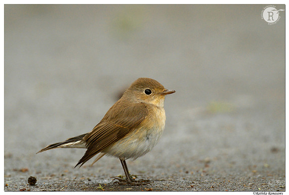 Red-breasted flycatcher (Ficedula parva) _D4R7887