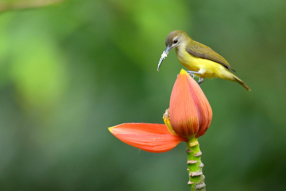 Little Spiderhunter_KAZ9585