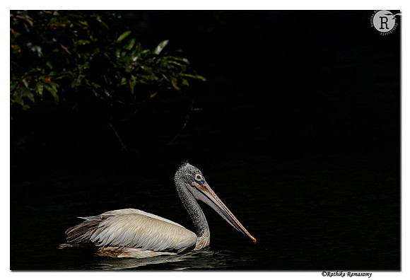 Spot bill pelican(Pelecanus philippensis) _DD35060