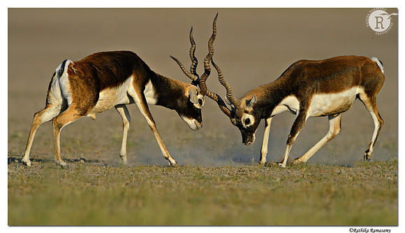 Blackbuck  Duelling_D4R1884