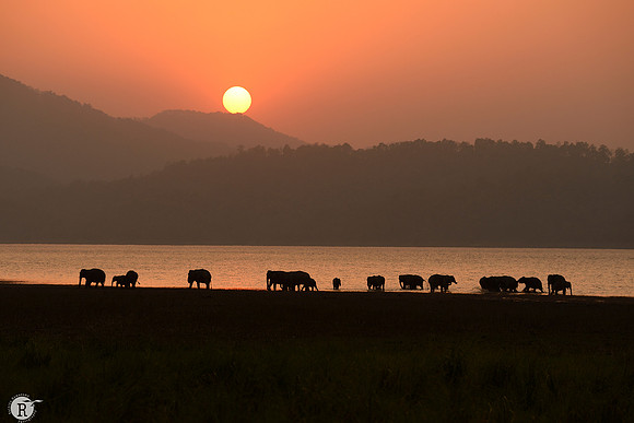 1-Elephant herd-Banks of Ramganga river