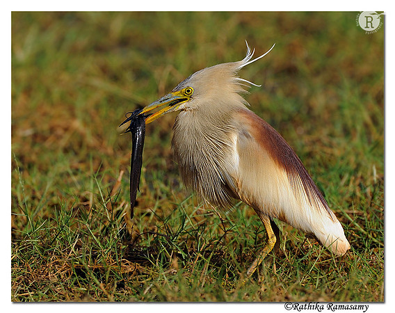 Pond Heron_DD33569