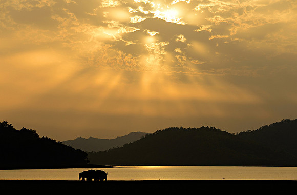 Evening in Dhikala_D4R5724