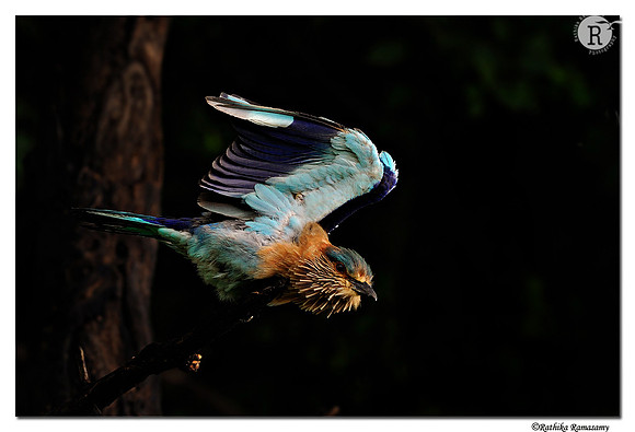 Indian roller_DD31788