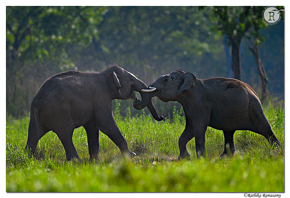Playful Tuskers_D4R2021