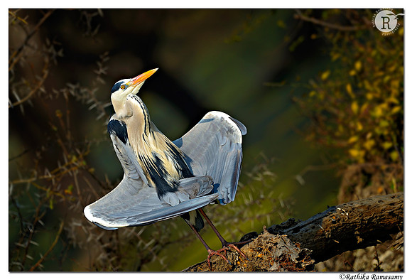 Grey Heron (Ardea cinerea)_D4R5053